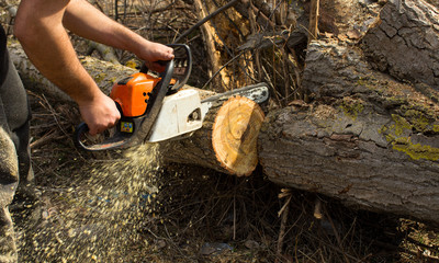 Cutting a tree