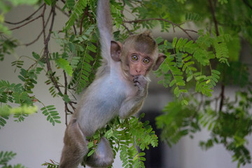 可愛いサル