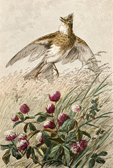 Illustration zoologique / Alauda arvensis / Alouette des champs