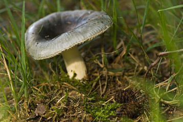 Russula cyanoxantha / Russule charbonnière / Russule bleue et jaune