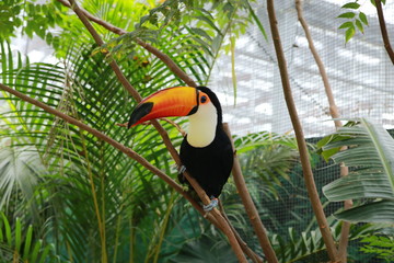 Naklejka premium in KOBE ANIMAL KINGDOM(kobe Dohbutsu Ohkoku)