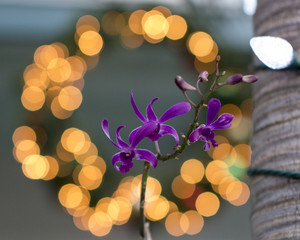 Orchids and Lights