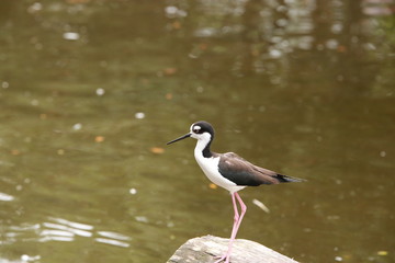 in KOBE ANIMAL KINGDOM(kobe Dohbutsu Ohkoku)