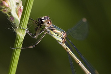 Lestes viridis / Leste verdoyant