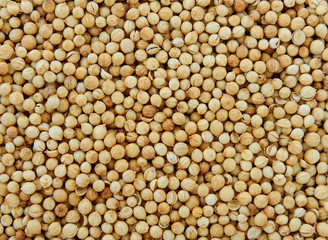 Coriander seeds
