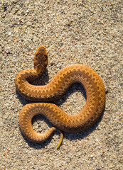 Adder (Vipera Berus) basking on sun
