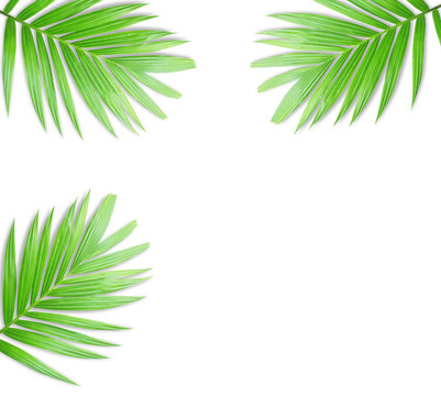 Palm leaf isolated on white background