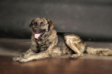 Obraz premium Big dog in studio