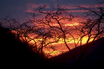 Tree branches silhouettes and mountains at sunset