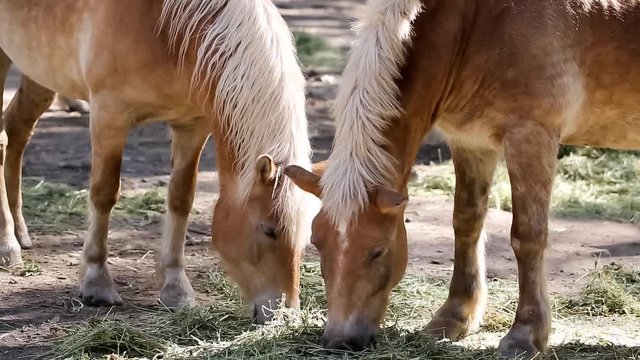 Two Horses