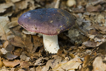 Russula krombholzii / Russula atropurpurea / Russule noire et pourpre