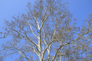 Blooming silver poplar. Silver poplar tree in spring. Poplar
