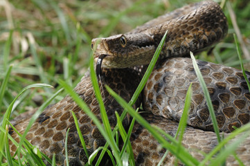 Vipera aspis / Vipère aspic