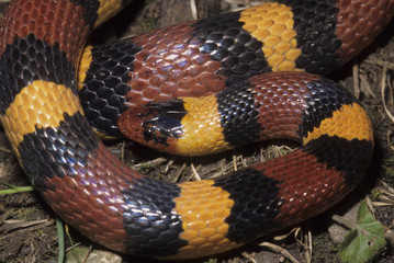 Lampropeltis triangulum / Faux serpent corail / Serpent roi écarlate