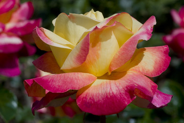 Rosa x / Rose 'Pullman Orient Express'