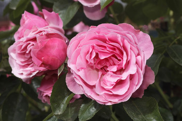 Rosa x / Rose 'Léonard De Vinci '