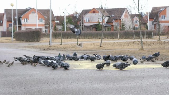 Flock of pigeons eating switchgrass in the urban park outdoors
