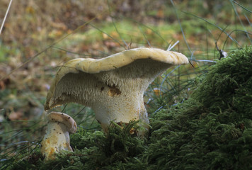 Hydnum repandum / Hydne pied de mouton