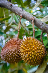 Durian friut growing on a tree