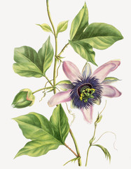Illustration botanique / Passiflora x var. belotii/ Passiflore