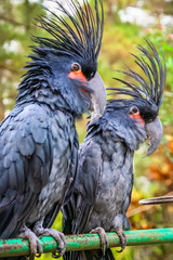 Black Parrots in a zoo