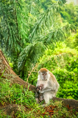 Indonesian Macaque monkey