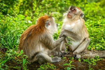 Two Macaques monkeys