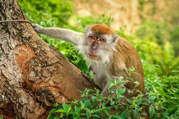 Indonesian Macaque monkey