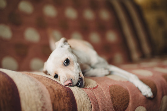 Mongrel dog gnawing a sofa