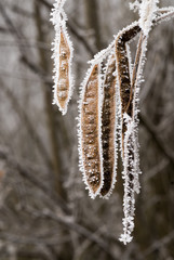 Givre / Robinia pseudoacasia / Robinier faux acacia