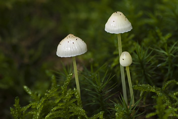 Mycena epipterygia / Mycène des fougères / Mycène frangé