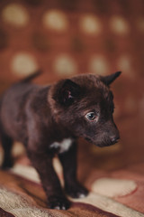 Shelter chocolate colored puppy portrait