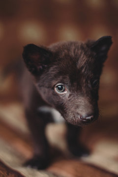 Shelter chocolate colored puppy portrait
