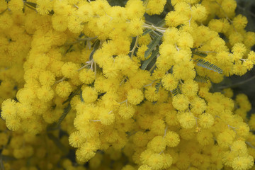 Acacia hanburyana / Mimosa