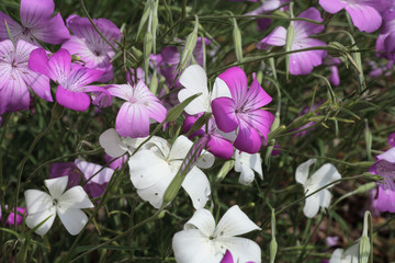 Agrostemma gracilis / Nielle 'Queen mixed'