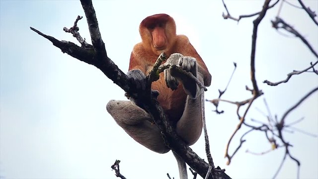 A highly Endangered Proboscis Monkey (Nasalis larvatus) resting and looking down high in a tree in the wild jungles of Borneo. This is a big mature male with a huge nose.