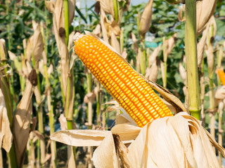 Ear of sweet corn in corn field