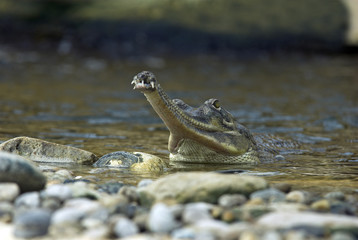 Gavialis gangeticus / Gavial du Gange