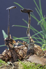 Auriscalpium vulgare / Hydnum auriscalpium / Hydne cure oreille