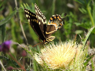 Giant Swallowtail Butterfly