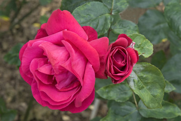 Rosa x / Rose 'Passion'