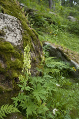 Aconitum vulparia / Aconitum lycoctonum ssp. vulparia / Aconit tue loup
