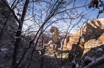 ZION, NATIONAL PARK, WINTER, SNOW, ICE