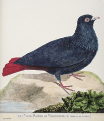 François Nicolas Martinet / Alectroenas madagascariensis / PIgeon ramier de Madagascar