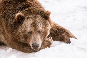 Obraz premium Grizzly Bear in the winter with snow life style(eat play chill)