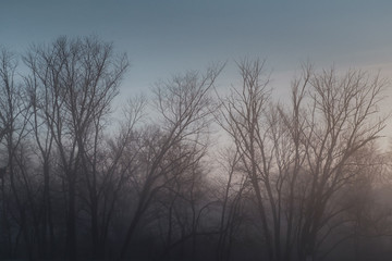 Tree Fog