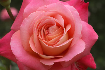 Rosa x / Rose 'Fêtes Galantes'