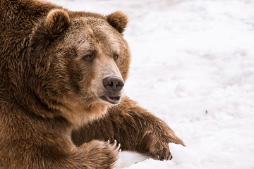 Fototapeta premium Grizzly Bear in the winter with snow life style(eat play chill)