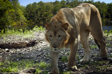 Young Lion stalks by lake, composite