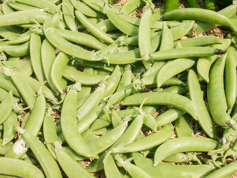 Fresh peas in organic farmer market
